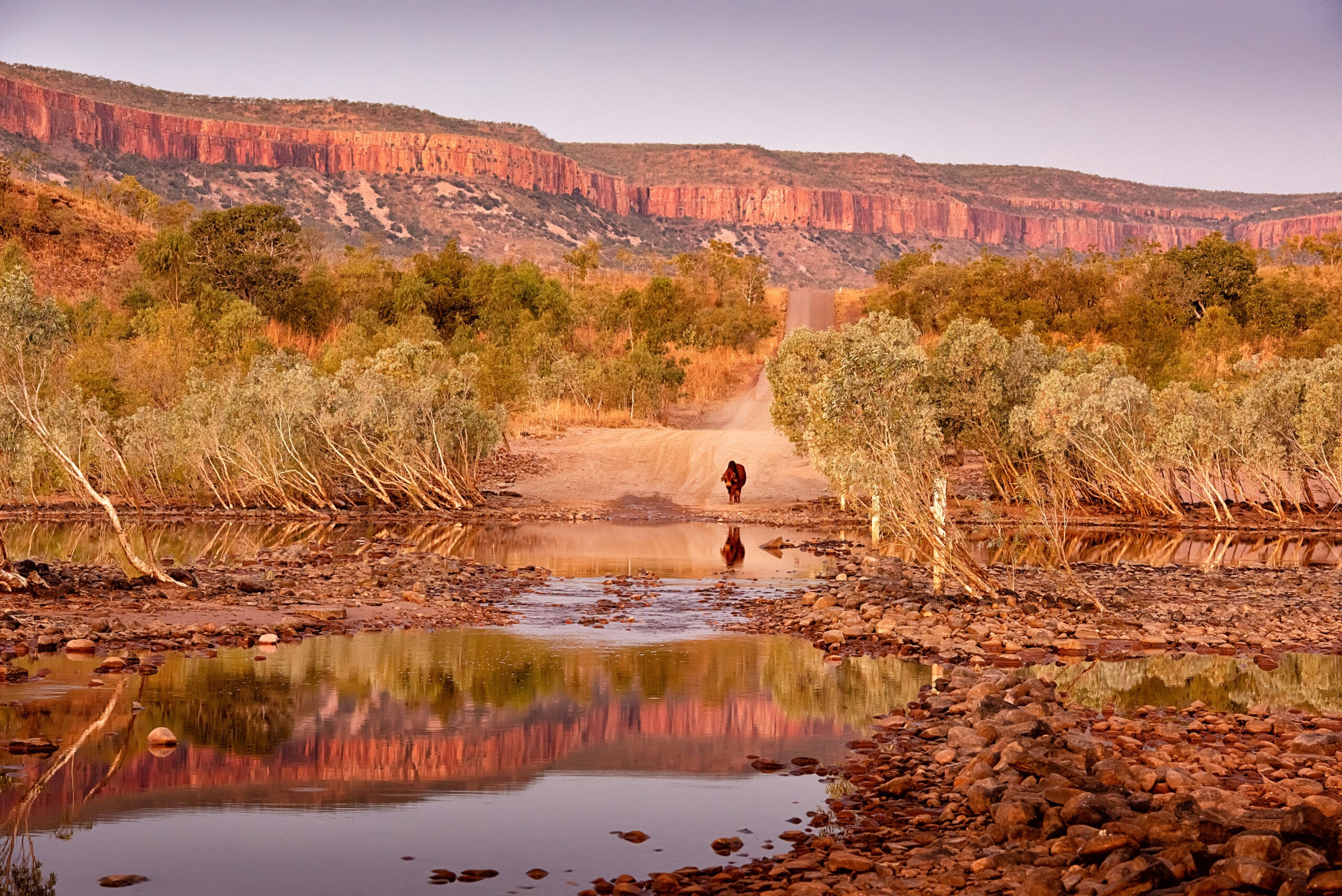 Pentecost River Crossing Kimberley Tours - Meike Photography Boynton Crossing the Pentecost River with dramatic red cliffs in the background at dusk.